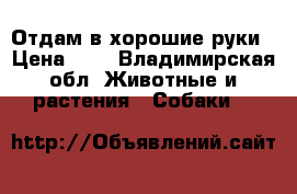 Отдам в хорошие руки › Цена ­ 1 - Владимирская обл. Животные и растения » Собаки   